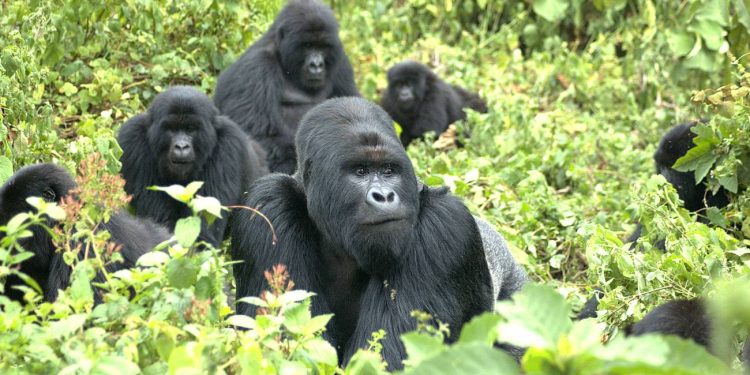 Estudio revela el papel de las relaciones sociales en la vida de los gorilas. / Foto: Agencia Sinc.