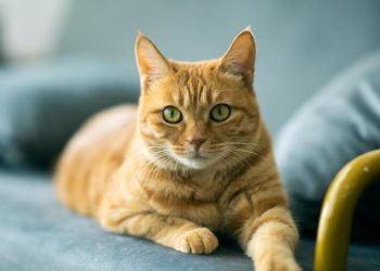 Estudio descubre la mutación genética que hace únicos a los gatos naranjas