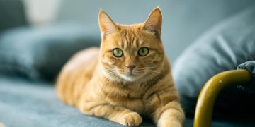 Estudio descubre la mutación genética que hace únicos a los gatos naranjas