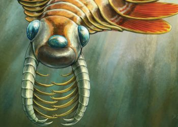 Fósil con tres ojos descubierto en yacimiento de Canadá. / Imagen: The New York Times.