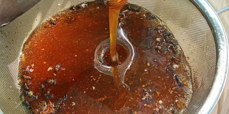 Este resultado representa un avance significativo en el fortalecimiento de la apicultura comunitaria. / Foto: MAGA