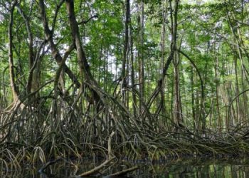 Tercer Simposio Nacional de Manglares se desarrollará del 16 al 18 de julio en San Martín Zapotitlán, Retalhuleu. (Foto: archivo)