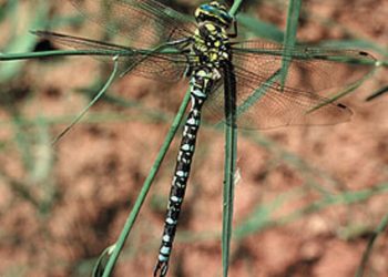 Insecto de hace 300 millones de años era semejante a una libélula. / Foto: El País.