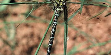 Insecto de hace 300 millones de años era semejante a una libélula. / Foto: El País.