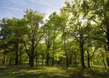 Los árboles ejercen un poder inimaginable en el equilibrio y la vida del planeta. / Foto: Expoagro 2025.