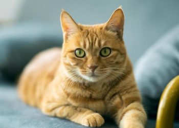 Los gatos son capaces de distinguir a su dueño usando solo el olfato