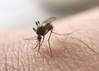 El nuevo compuesto elimina los parásitos del mosquito que causan la malaria.