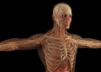 Una mutación genética causó que los humanos fueran más altos.
