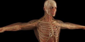Una mutación genética causó que los humanos fueran más altos.