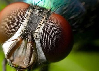Científicos diseñan sistema de visión biónica con IA y estructura inspirada en insectos
