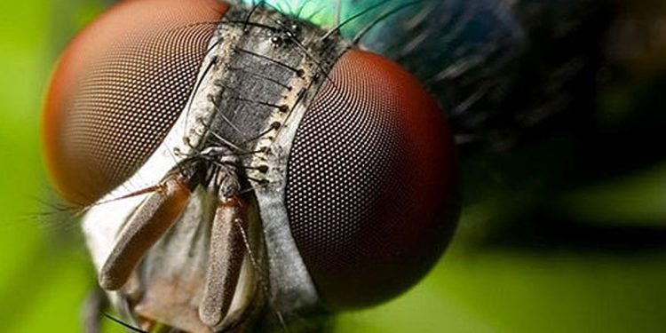 Científicos diseñan sistema de visión biónica con IA y estructura inspirada en insectos