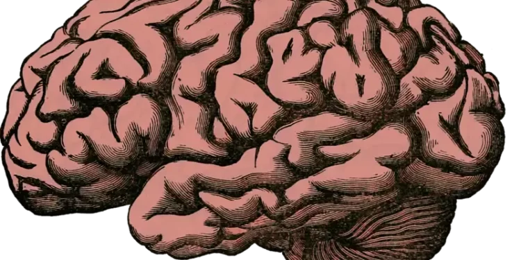 Tratamientos génicos ayudarían a contrarrestar males del cerebro. / Imagen: Clínica NYR.