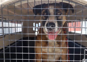 Actualmente, el canino está bajo el resguardo de la Unidad de Bienestar Animal, donde recibe atención médica veterinaria. / Foto: MAGA