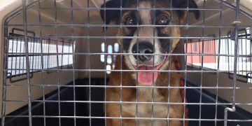 Actualmente, el canino está bajo el resguardo de la Unidad de Bienestar Animal, donde recibe atención médica veterinaria. / Foto: MAGA