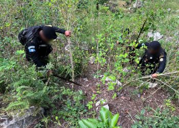 Estos operativos se desarrollan en el marco de una estrategia integral que prioriza la erradicación de cultivos ilegales antes de que lleguen al mercado. / Foto: PNC