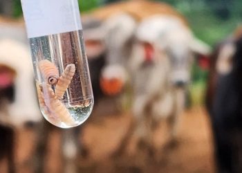 Ministerio de Salud informa sobre cuatro nuevos casos de gusano barrenador en humanos. (Foto: MAGA)