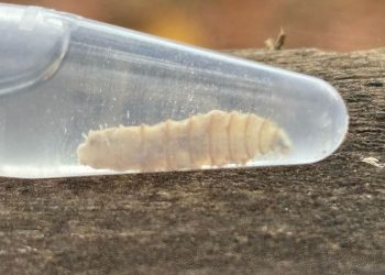 Salud confirma primer caso humano de gusano barrenador, pero explica que no es contagioso