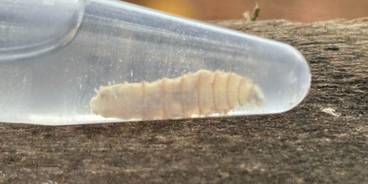 Salud confirma primer caso humano de gusano barrenador, pero explica que no es contagioso
