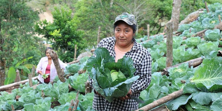 Más que un financiamiento, Tob’anik representa una apuesta del Gobierno de Guatemala por el desarrollo rural sostenible. / Foto: MAGA.