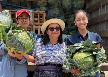 Promueven asistencia técnica especializada para agricultores en Patzicía y Santa Cruz Balanyá