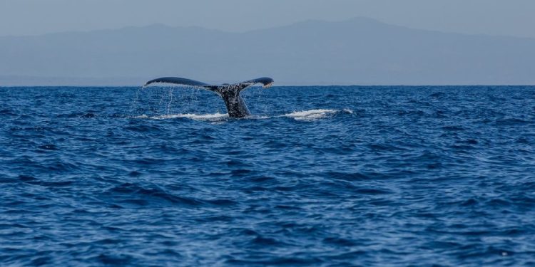 8 de junio, Día Mundial de los Océanos. / Foto: Conap.