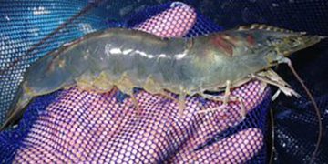 La veda de camarón de la familia penaeidae tentra una vigencia de un mes, del 1 al 30 de noviembre del año en curso.