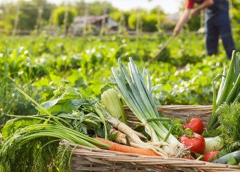 El cambio climático baja el rendimiento mundial de los cultivos, incluso con adaptaciones