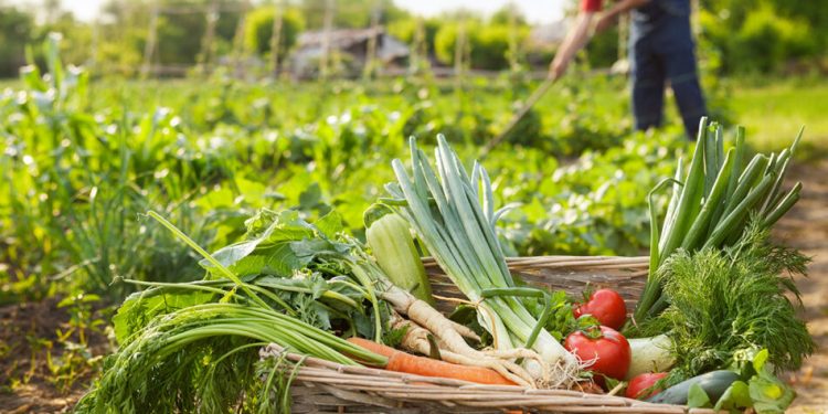 El cambio climático baja el rendimiento mundial de los cultivos, incluso con adaptaciones