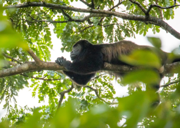 El Conap hace el llamado a tomar acciones ante la contaminación en el Día Mundial del Medio Ambiente. (Foto: Conap)