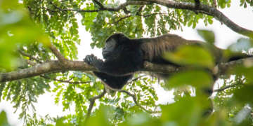 El Conap hace el llamado a tomar acciones ante la contaminación en el Día Mundial del Medio Ambiente. (Foto: Conap)