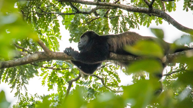 El Conap hace el llamado a tomar acciones ante la contaminación en el Día Mundial del Medio Ambiente. (Foto: Conap)