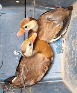 Dos pijijes encontrados en posesión de los reclusos del Boquerón. / Foto: PNC.