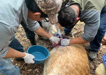 La institución hace un llamado a productores y población en general para que colaboren en la detección temprana de esta plaga. / Foto: MAGA.
