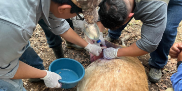 La institución hace un llamado a productores y población en general para que colaboren en la detección temprana de esta plaga. / Foto: MAGA.
