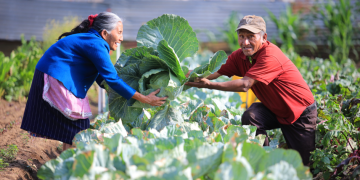 Crédito Tob'anik tiene como meta principal fortalecer a pequeños y medianos productores en todo el territorio guatemalteco. / Foto: MAGA.