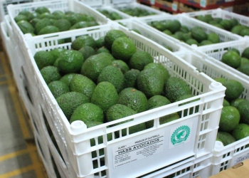 Las autoridades explicaron que, una vez verificadas las condiciones de sanidad en las fincas, se asignará un inspector oficial. / Foto: MAGA