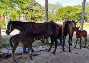 Equinos reciben atención veterinaria en San Andrés, Petén./Foto: MAGA.