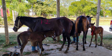 Equinos reciben atención veterinaria en San Andrés, Petén./Foto: MAGA.