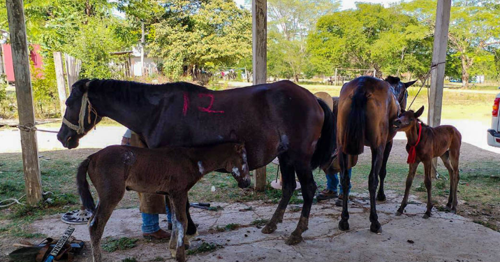 Equinos reciben atención veterinaria en San Andrés, Petén./Foto: MAGA.