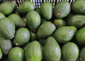 Aguacate hass está a pocos pasos de poder exportarse a Estados Unidos./Foto: MAGA.