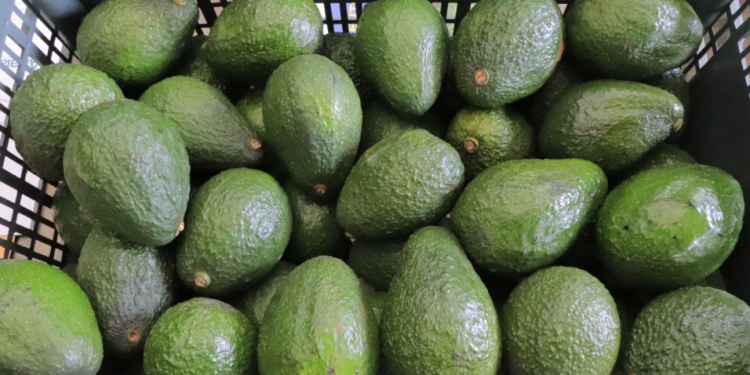 Aguacate hass está a pocos pasos de poder exportarse a Estados Unidos./Foto: MAGA.