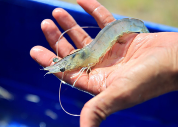 La comunidad lingüística "achi" compartió los nombres de algunos animales acuáticos. (Foto: MAGA)
