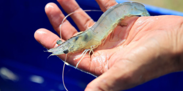 La comunidad lingüística "achi" compartió los nombres de algunos animales acuáticos. (Foto: MAGA)