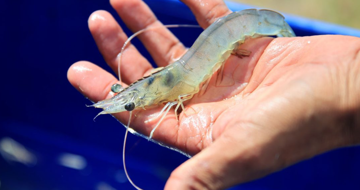 La comunidad lingüística "achi" compartió los nombres de algunos animales acuáticos. (Foto: MAGA)