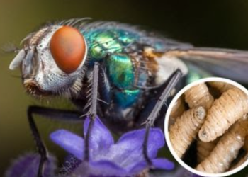 Uno de los rasgos más notorios de la mosca del gusano barrenador son sus ojos, que presentan una coloración que va del naranja al rojo. / Foto: MAGA.