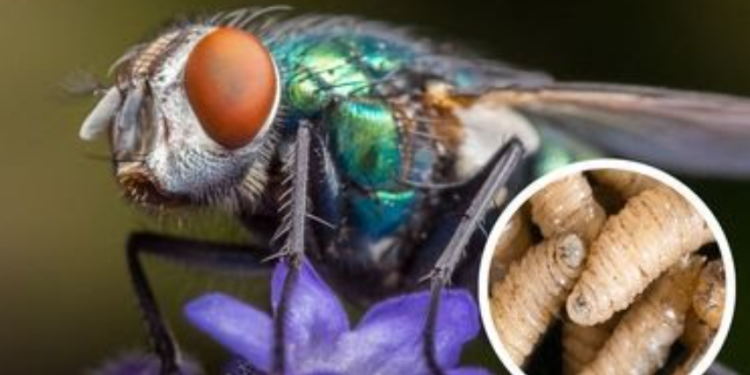 Uno de los rasgos más notorios de la mosca del gusano barrenador son sus ojos, que presentan una coloración que va del naranja al rojo. / Foto: MAGA.