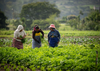 Con la implementación del crédito Tob’anik, el gobierno busca fortalecer la economía rural. / Foto: Alvaro Interiano