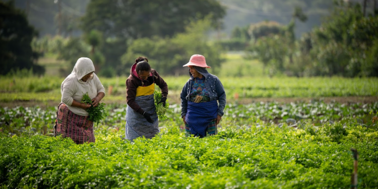 Con la implementación del crédito Tob’anik, el gobierno busca fortalecer la economía rural. / Foto: Alvaro Interiano