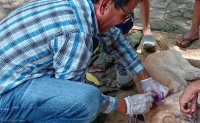 La APP permitió brindar atención veterinaria a un perro que presentaba una grave infección de gusanera. / Foto: MAGA