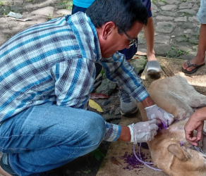 La APP permitió brindar atención veterinaria a un perro que presentaba una grave infección de gusanera. / Foto: MAGA